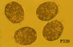 Didinium nasutum - A voracious predator of Paramecium which it immobilises by discharging  toxicysts which penetrate the pellicle. Dormant cysts are formed when the food prey is depleted and these can be saved for subsequent excysting and use. 50ml culture