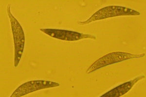 Dileptus anser - A large and unusual  predatory haptorid which uses its long probing ‘trunk’ to capture smaller protists.  The culture contains Colpidium sp. a natural food prey.